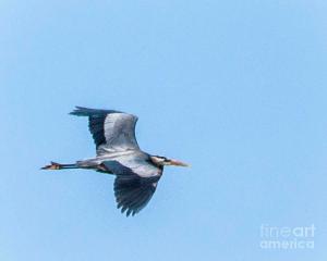Great blue heron image
